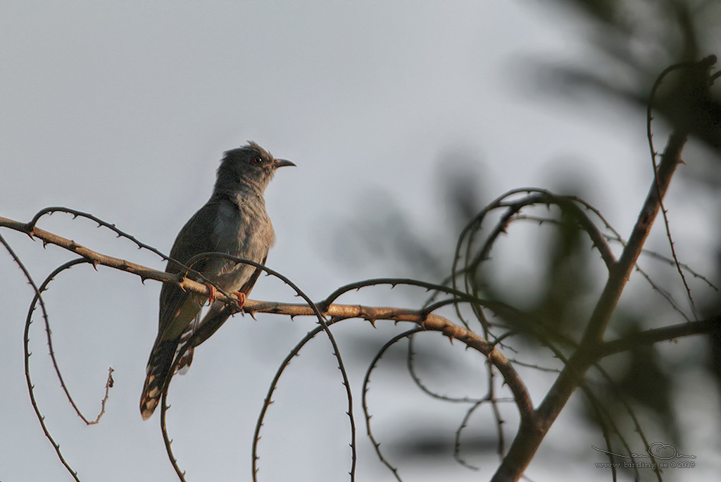 GREY-BELLIED CUCKOO (Cacomantis passerinus) - Stäng / close